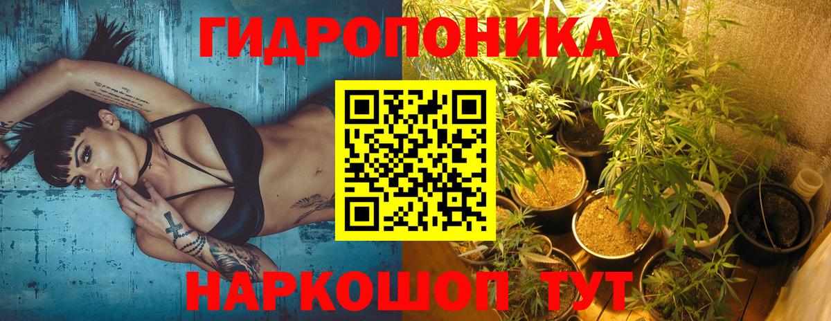 Бошки марихуана OG Kush Ивантеевка